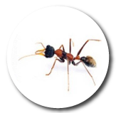 Hormigas
