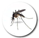 Mosquitos